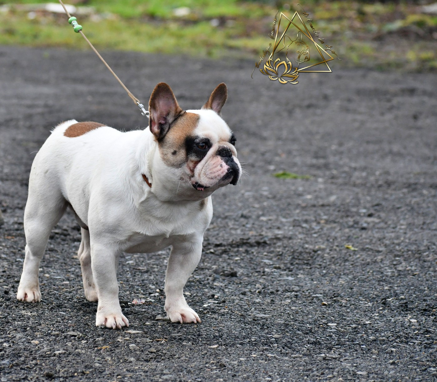 Voltarus le magnifique des Feuilleuses