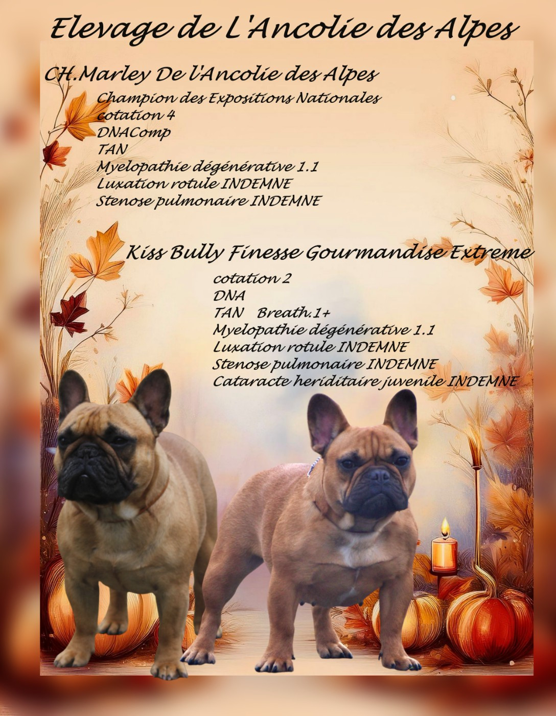 De l'ancolie des alpes - Bouledogue français - Portée née le 30/10/2025