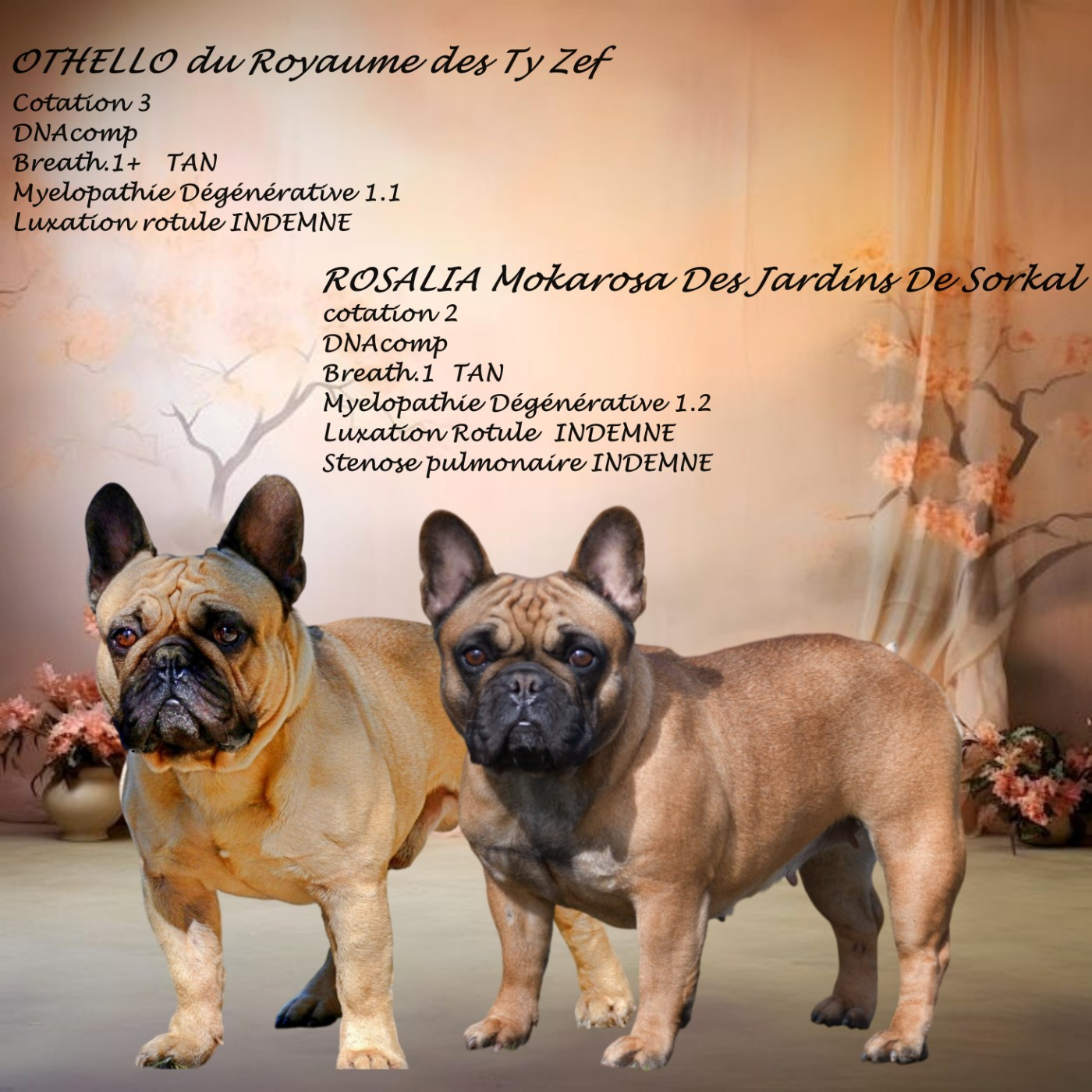 De l'ancolie des alpes - Bouledogue français - Portée née le 30/10/2025