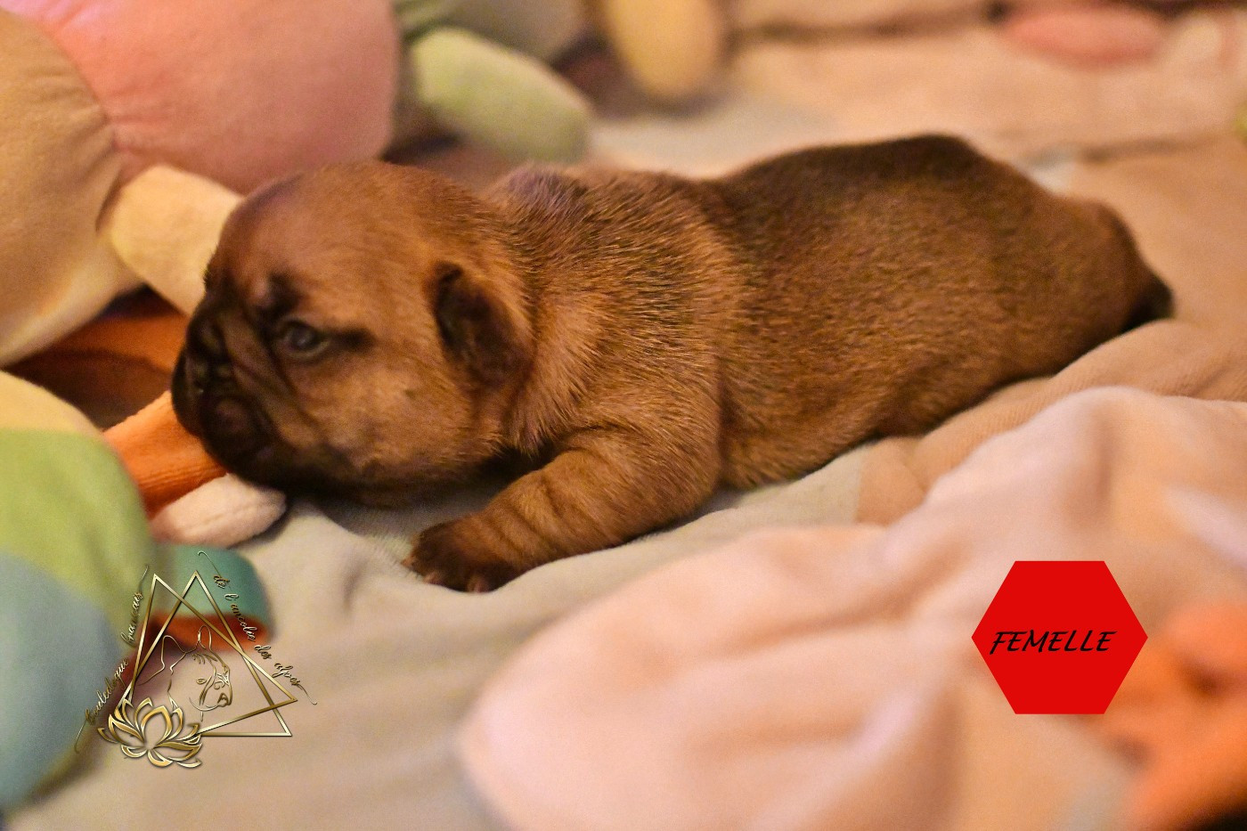 De l'ancolie des alpes - Chiots disponibles - Bouledogue français