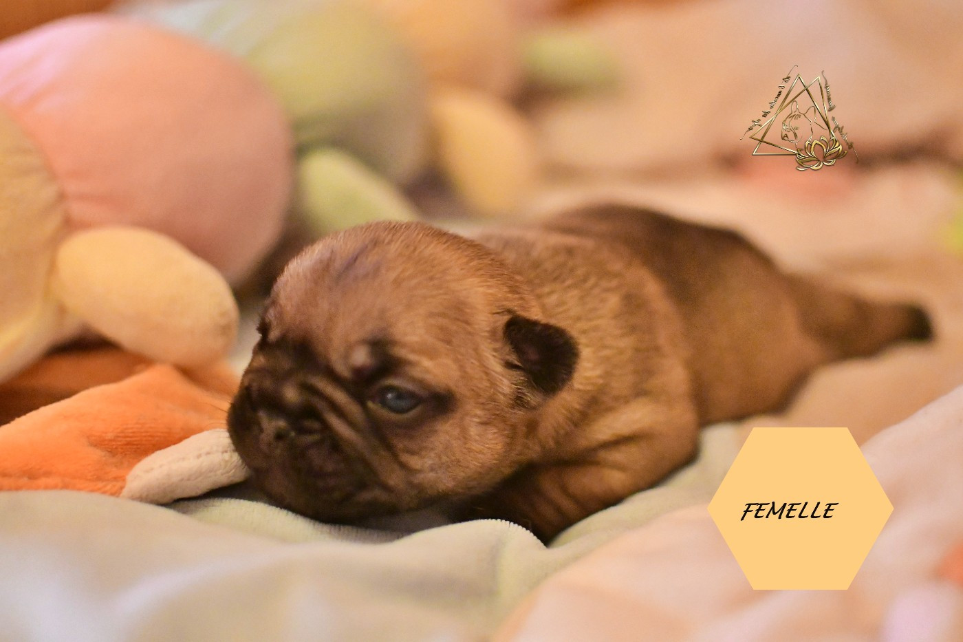 De l'ancolie des alpes - Chiots disponibles - Bouledogue français