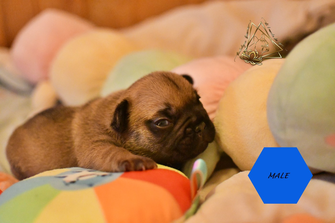 De l'ancolie des alpes - Chiots disponibles - Bouledogue français