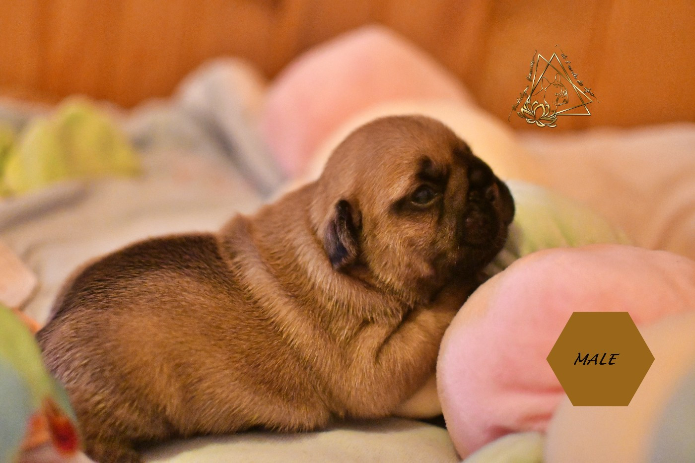 De l'ancolie des alpes - Chiots disponibles - Bouledogue français