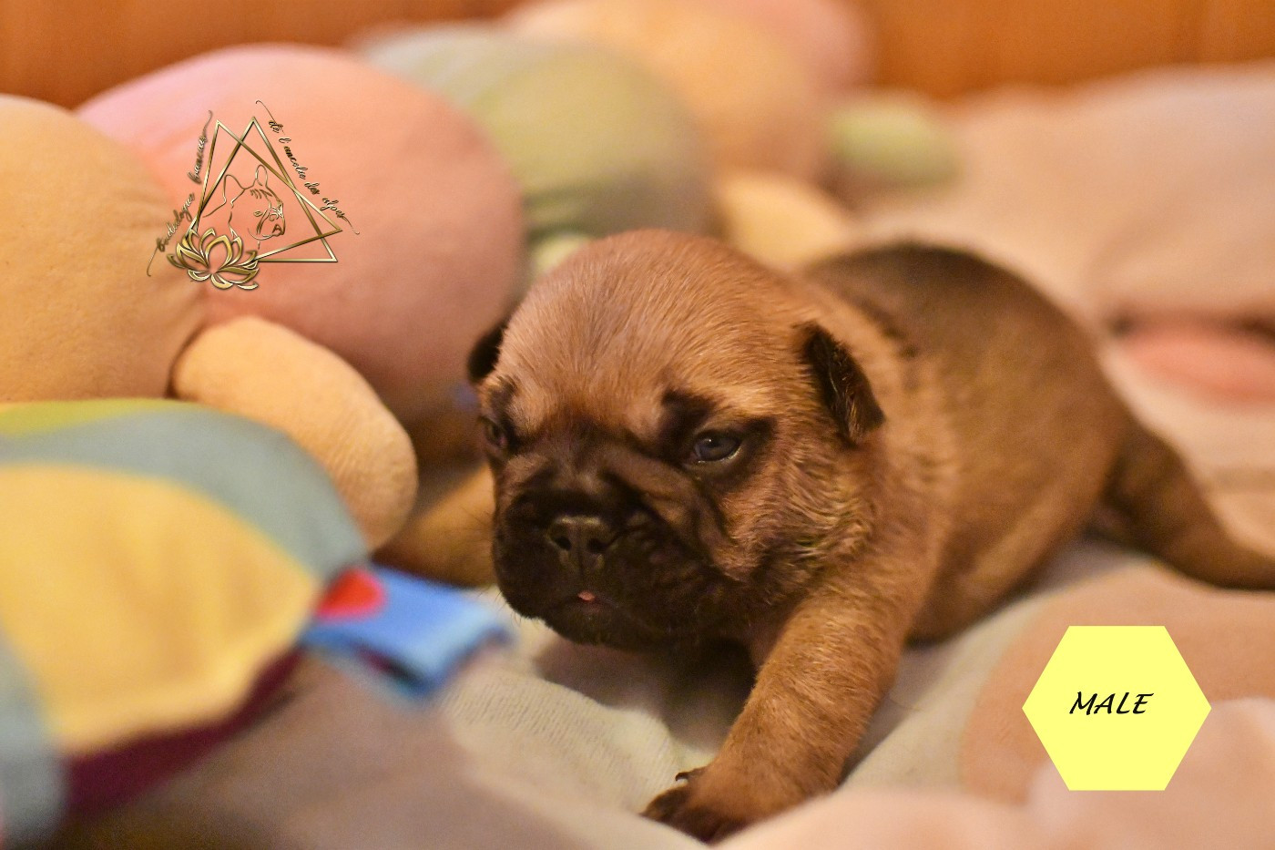 De l'ancolie des alpes - Chiots disponibles - Bouledogue français