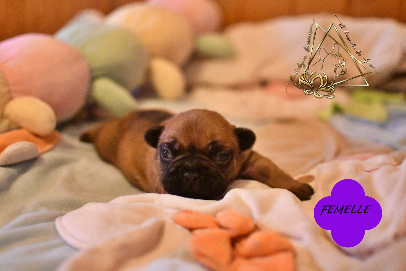 De l'ancolie des alpes - Chiots disponibles - Bouledogue français