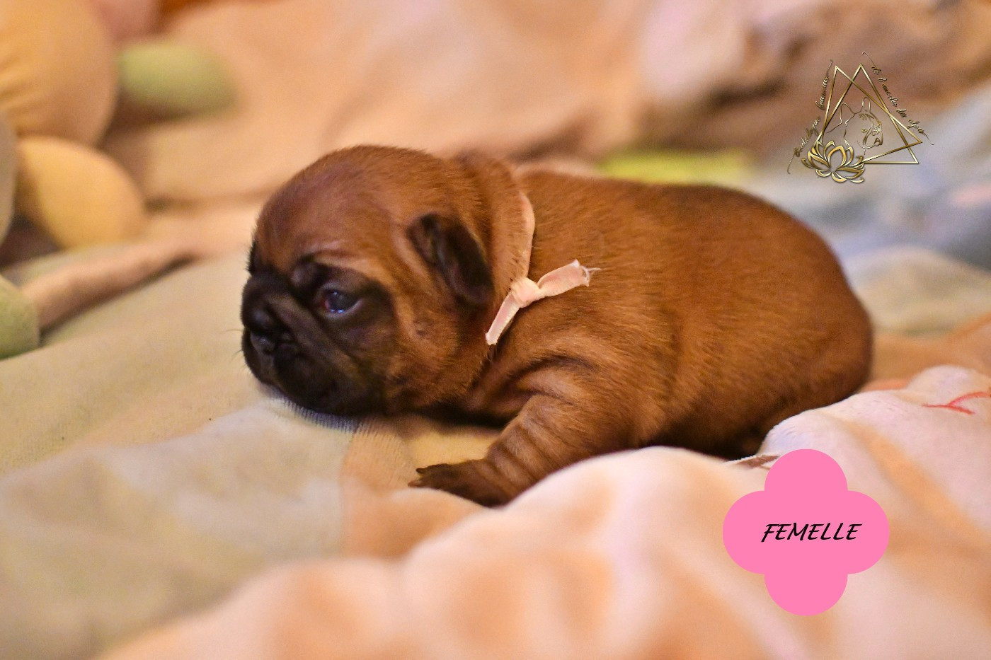 De l'ancolie des alpes - Chiots disponibles - Bouledogue français