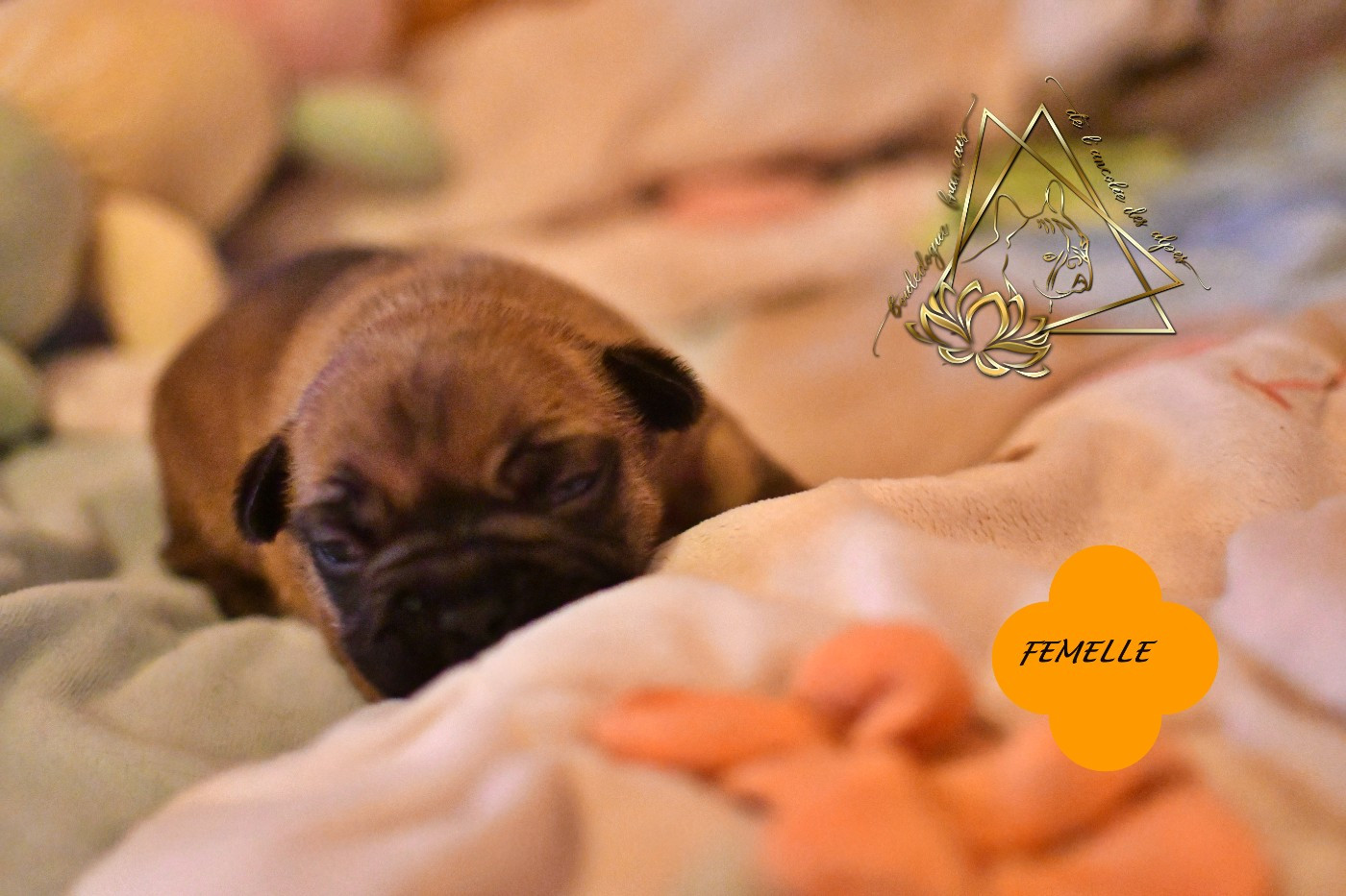 De l'ancolie des alpes - Chiots disponibles - Bouledogue français