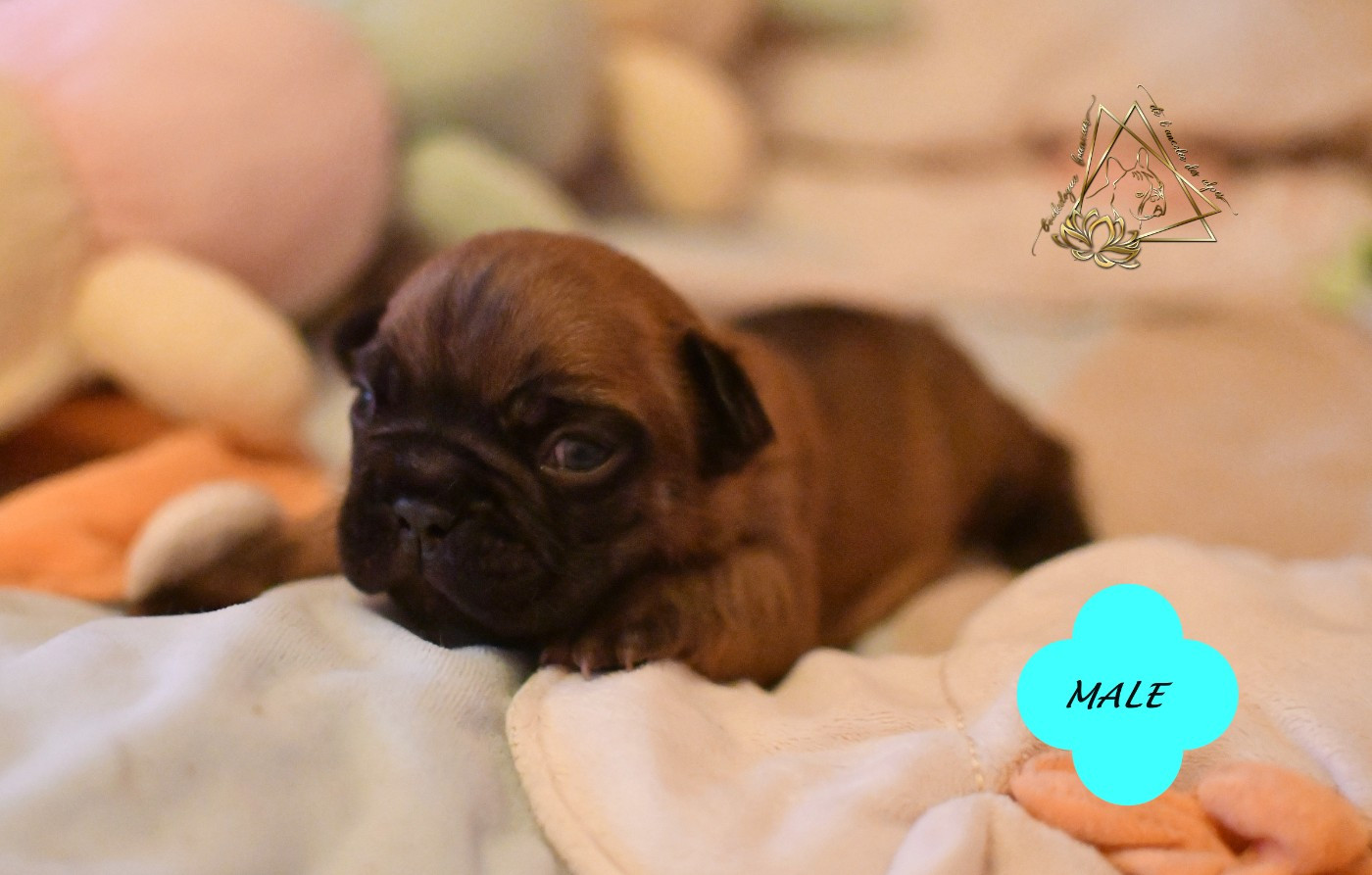 De l'ancolie des alpes - Chiots disponibles - Bouledogue français