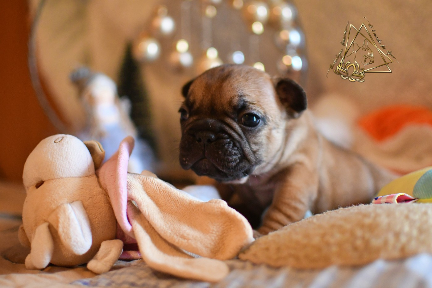 De l'ancolie des alpes - Chiots disponibles - Bouledogue français