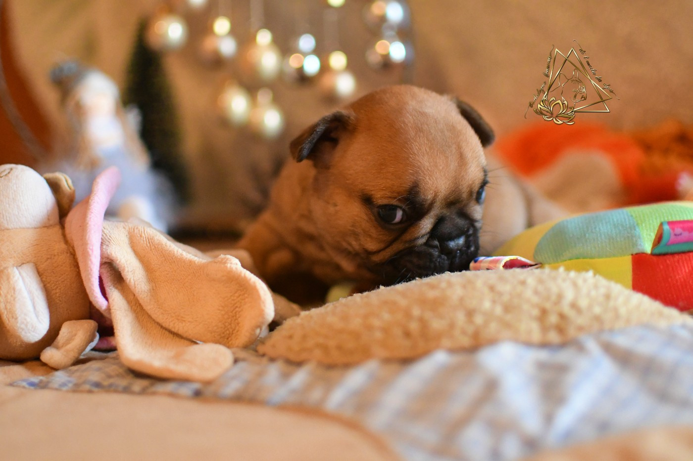 De l'ancolie des alpes - Chiots disponibles - Bouledogue français