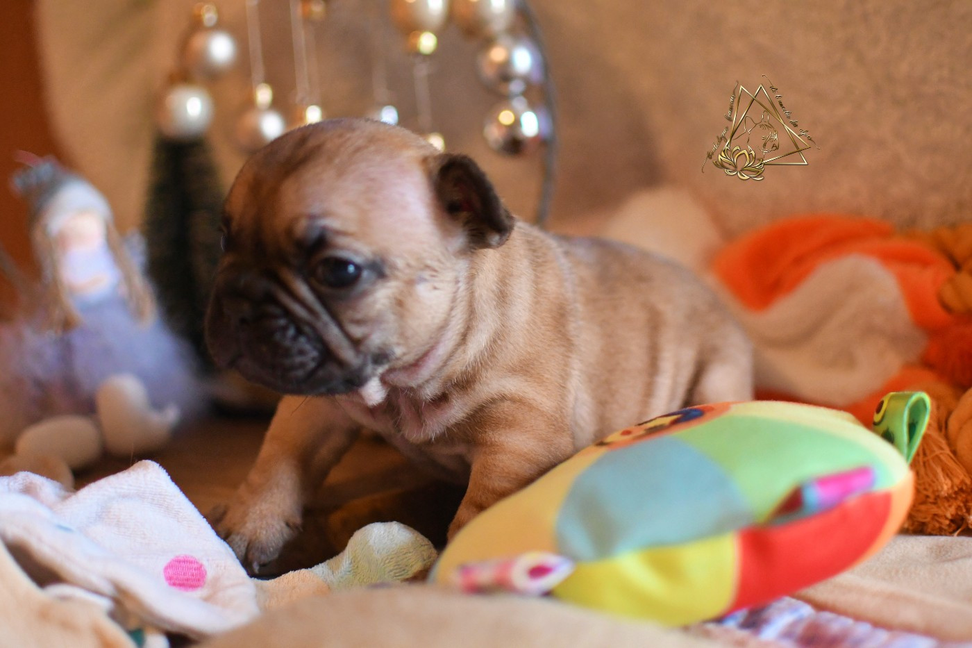 De l'ancolie des alpes - Chiots disponibles - Bouledogue français