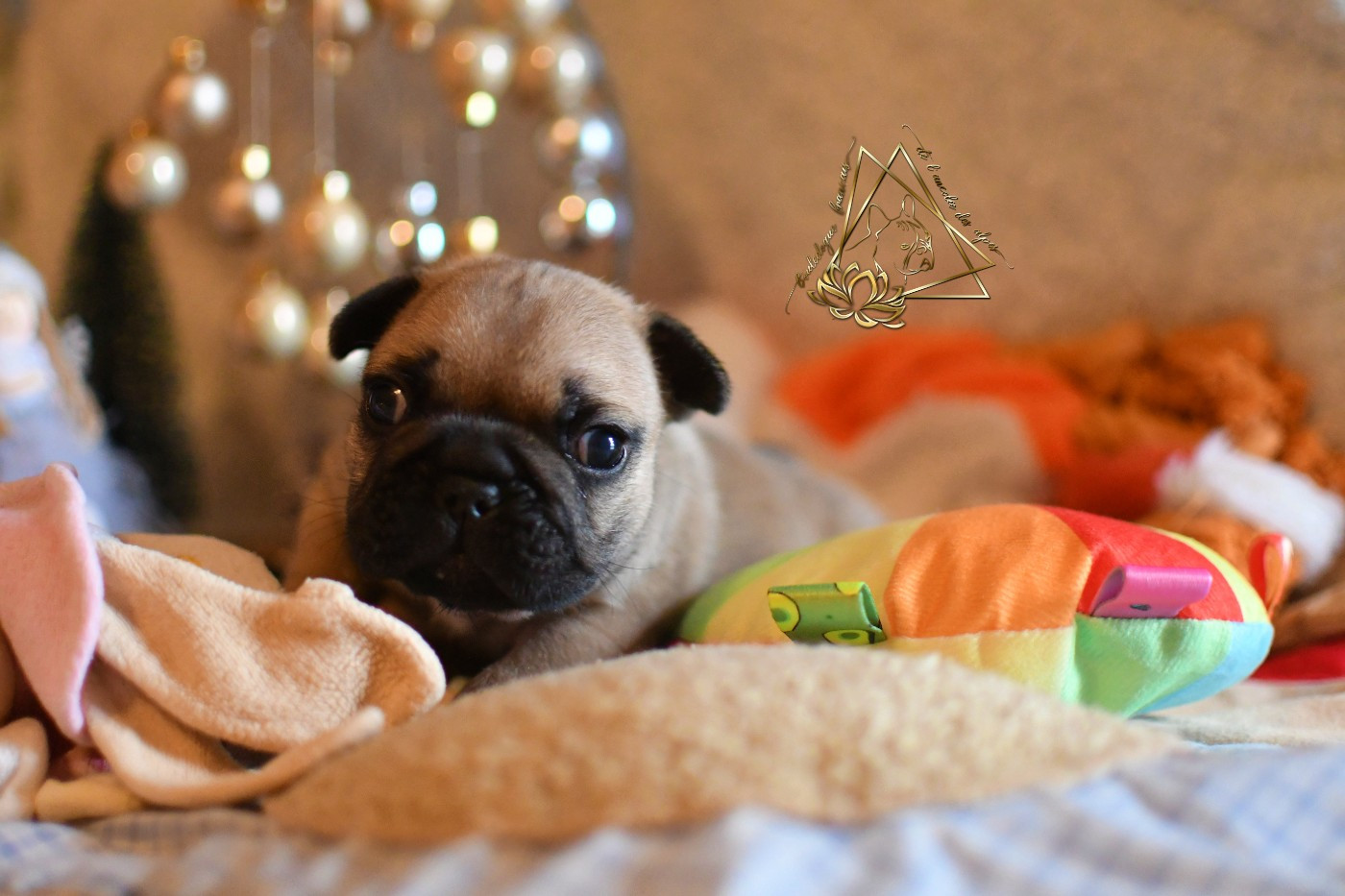 De l'ancolie des alpes - Chiots disponibles - Bouledogue français