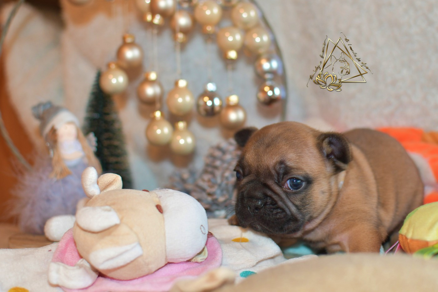 De l'ancolie des alpes - Chiots disponibles - Bouledogue français