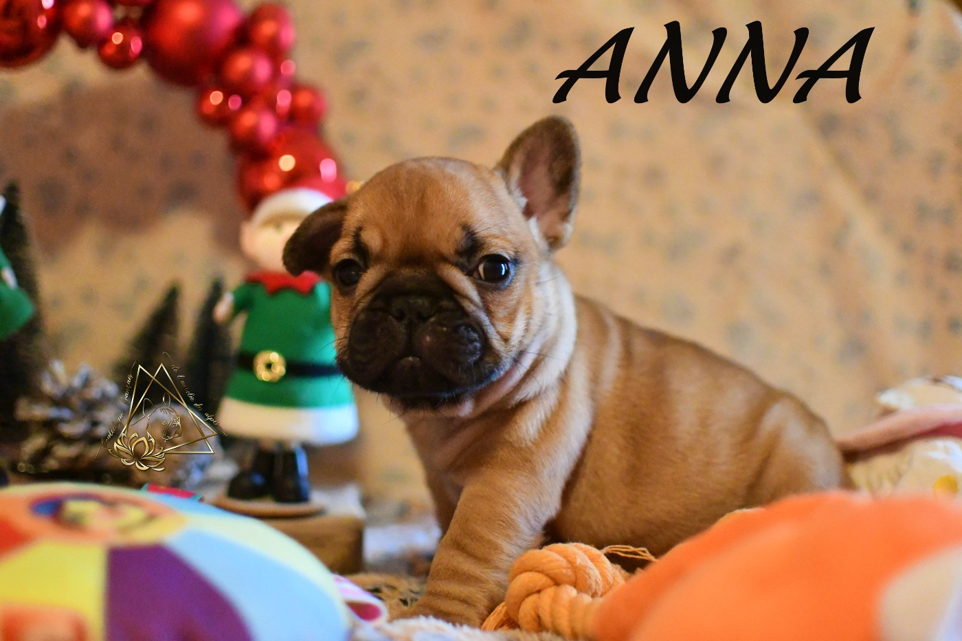 De l'ancolie des alpes - Chiots disponibles - Bouledogue français