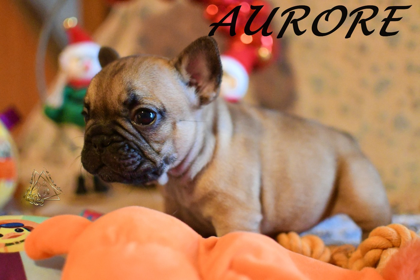 De l'ancolie des alpes - Chiots disponibles - Bouledogue français