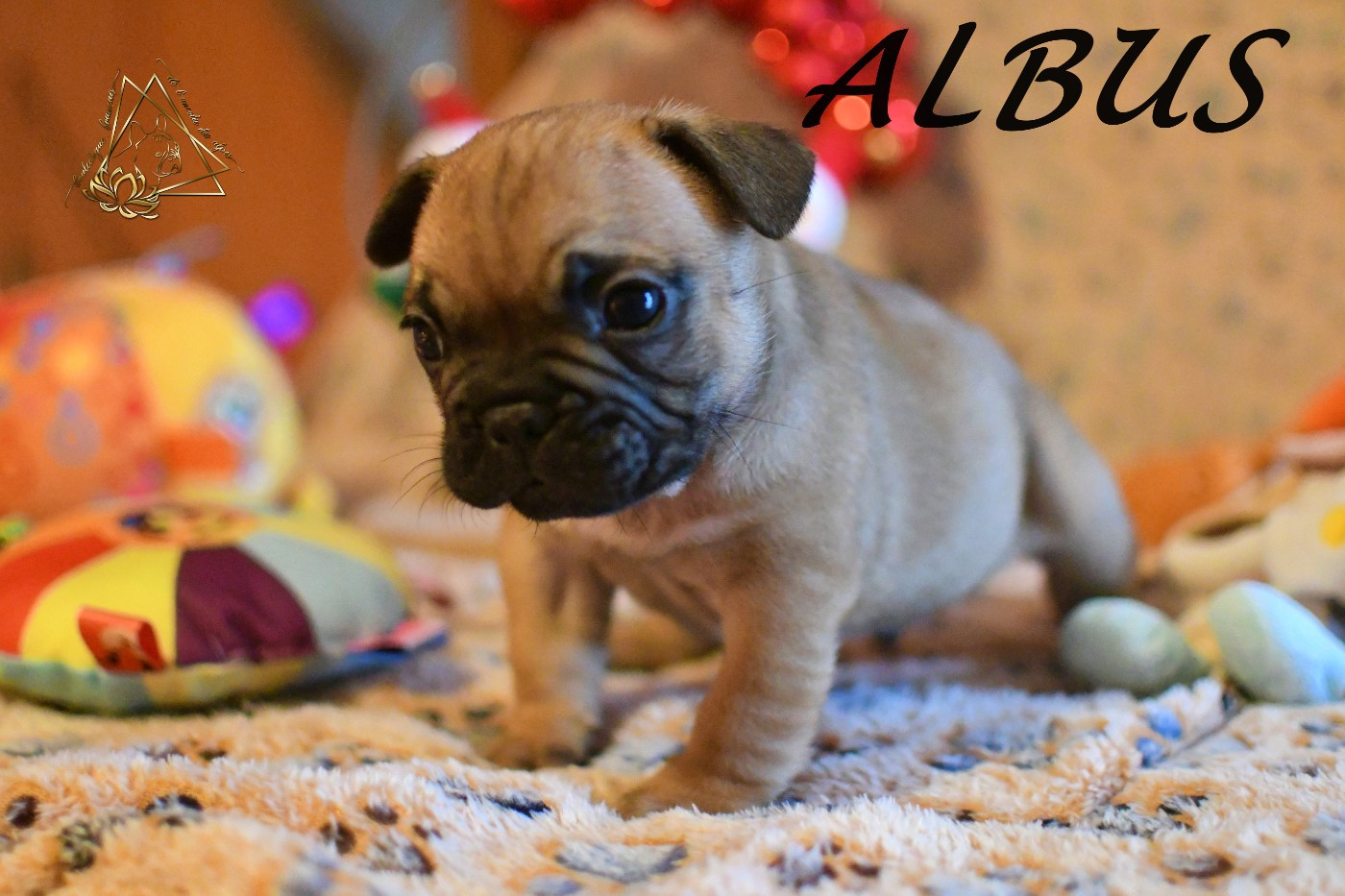 De l'ancolie des alpes - Chiots disponibles - Bouledogue français