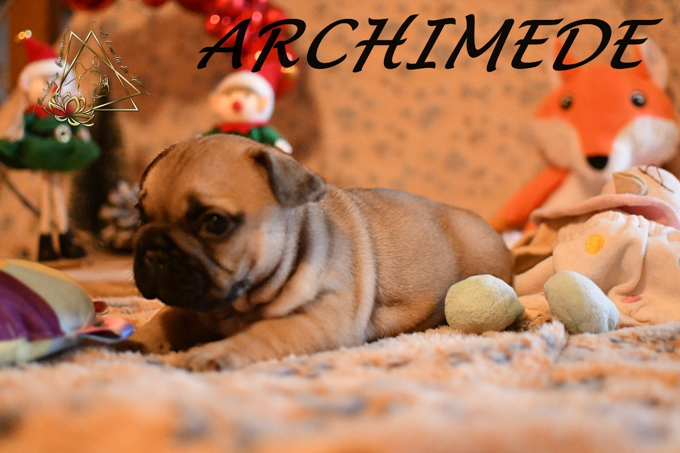 De l'ancolie des alpes - Chiots disponibles - Bouledogue français