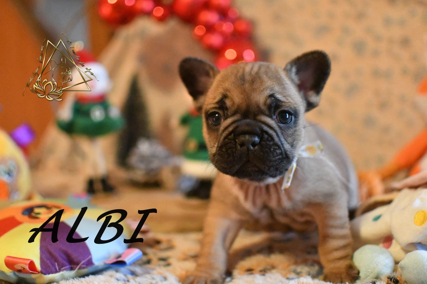 De l'ancolie des alpes - Chiots disponibles - Bouledogue français