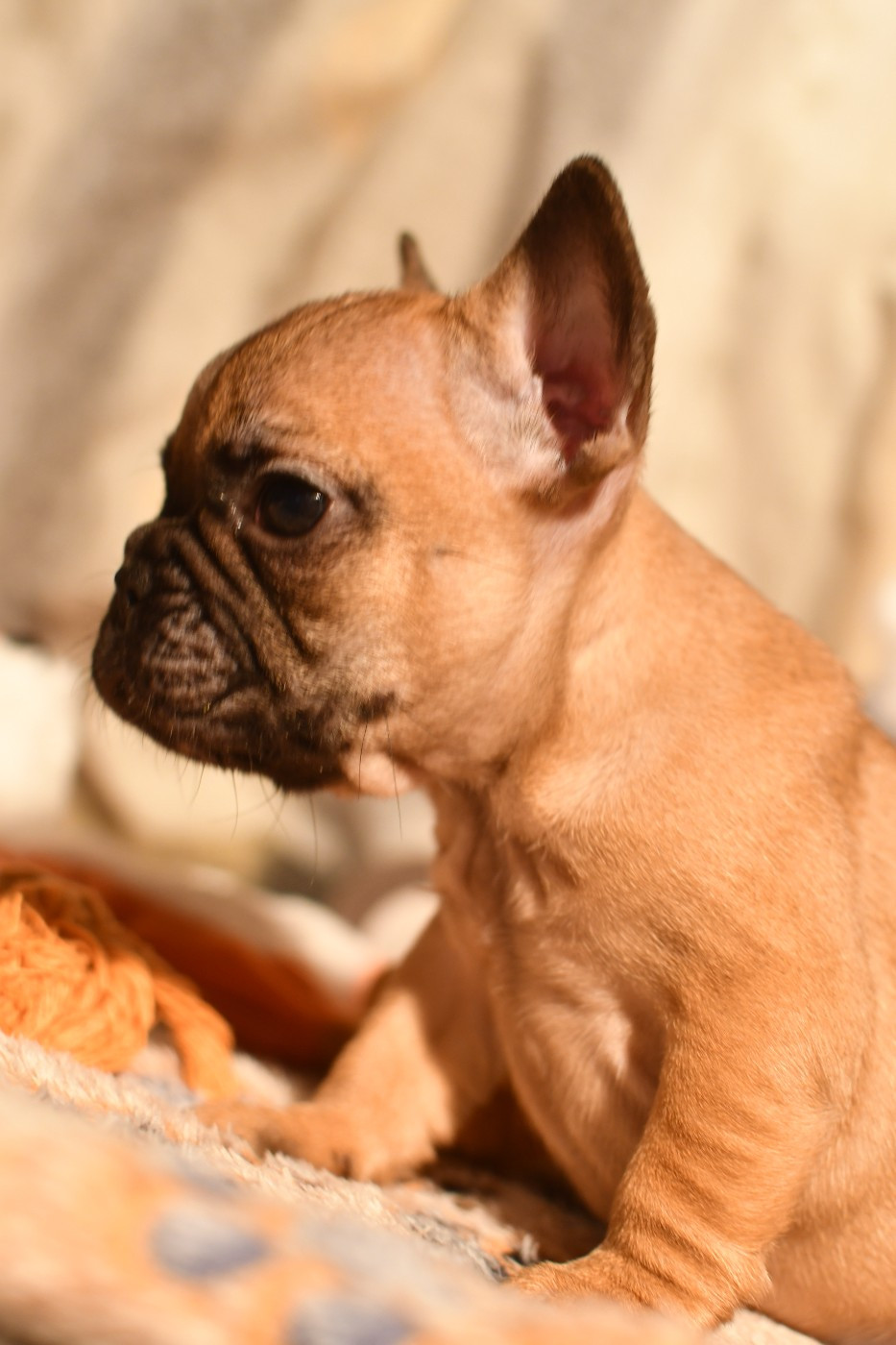 De l'ancolie des alpes - Chiots disponibles - Bouledogue français