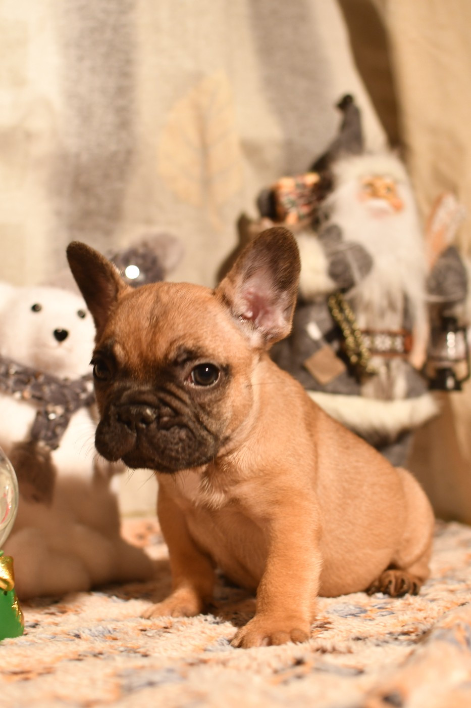 De l'ancolie des alpes - Chiots disponibles - Bouledogue français