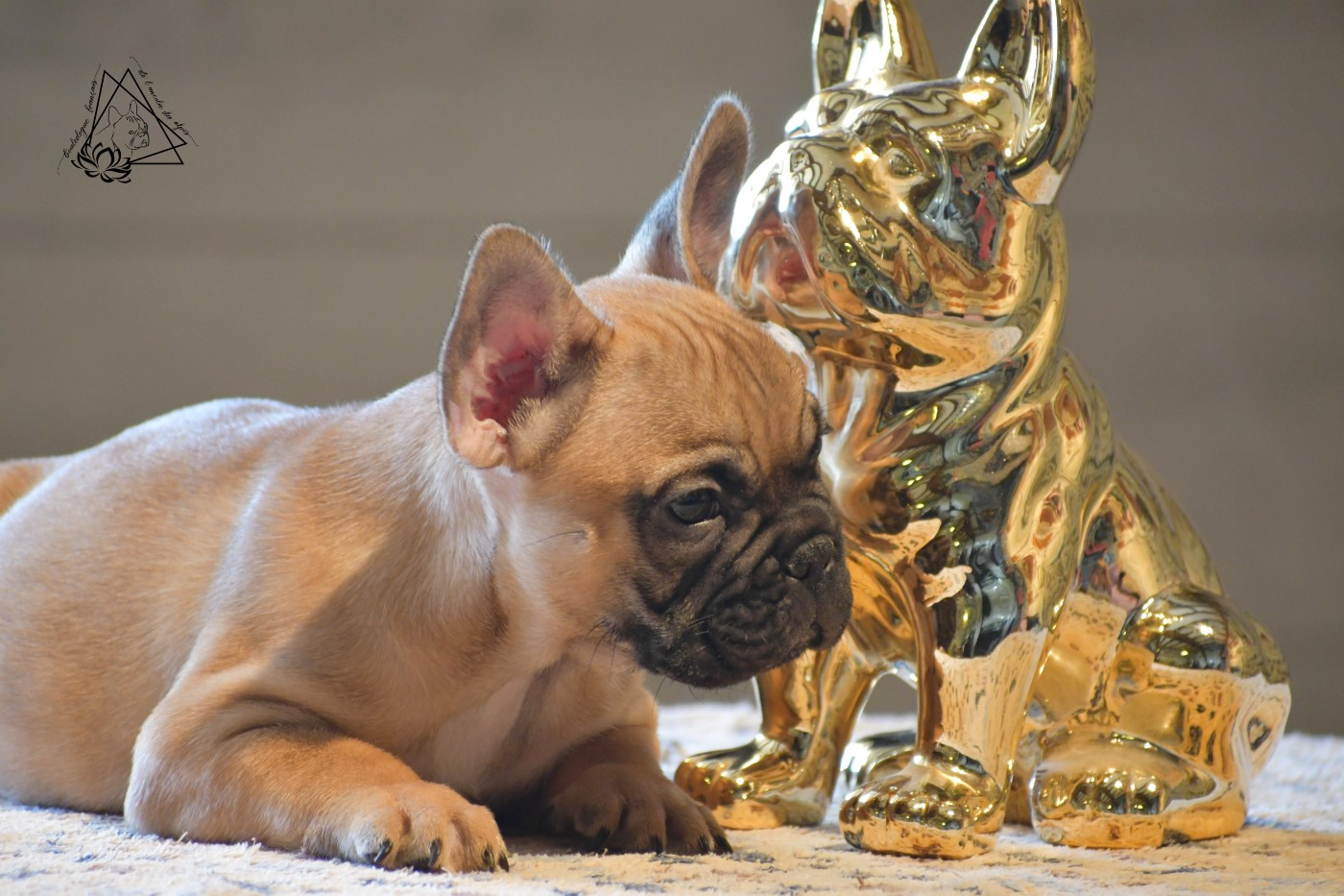 De l'ancolie des alpes - Chiots disponibles - Bouledogue français