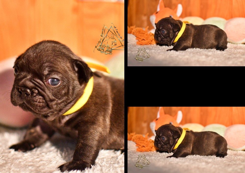 De l'ancolie des alpes - Chiots disponibles - Bouledogue français