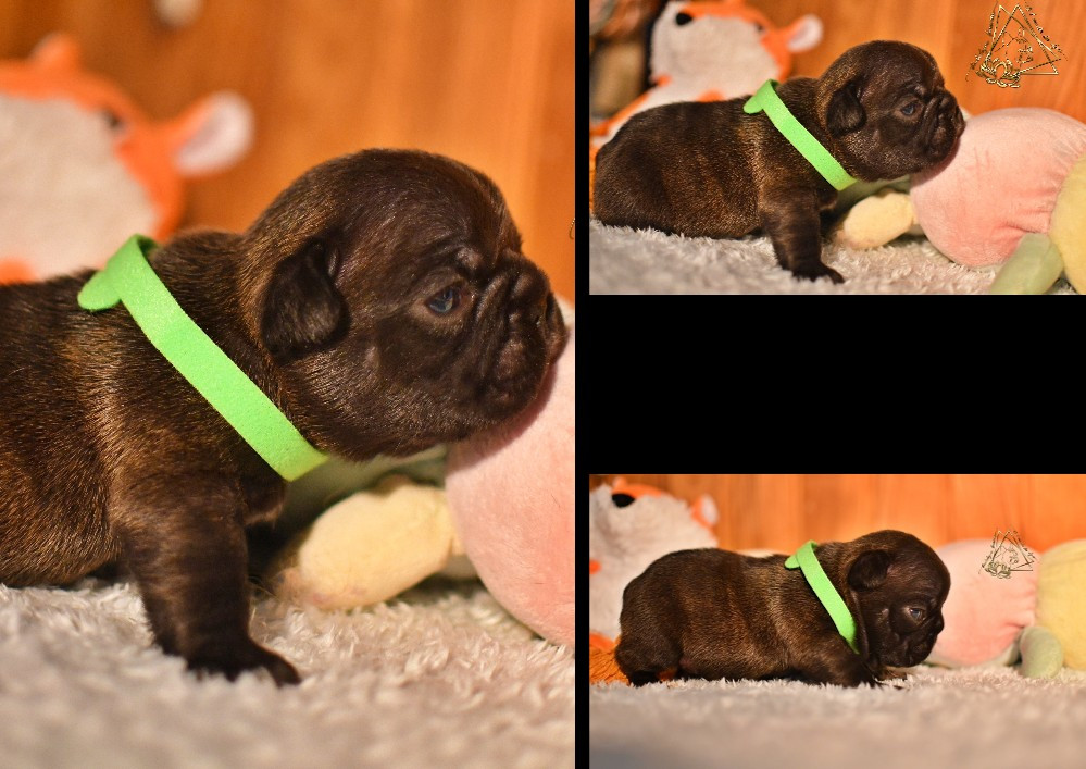 De l'ancolie des alpes - Chiots disponibles - Bouledogue français