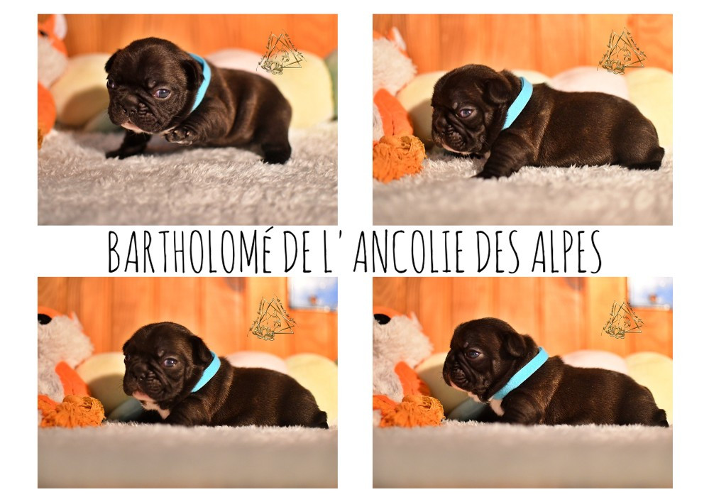 De l'ancolie des alpes - Chiots disponibles - Bouledogue français