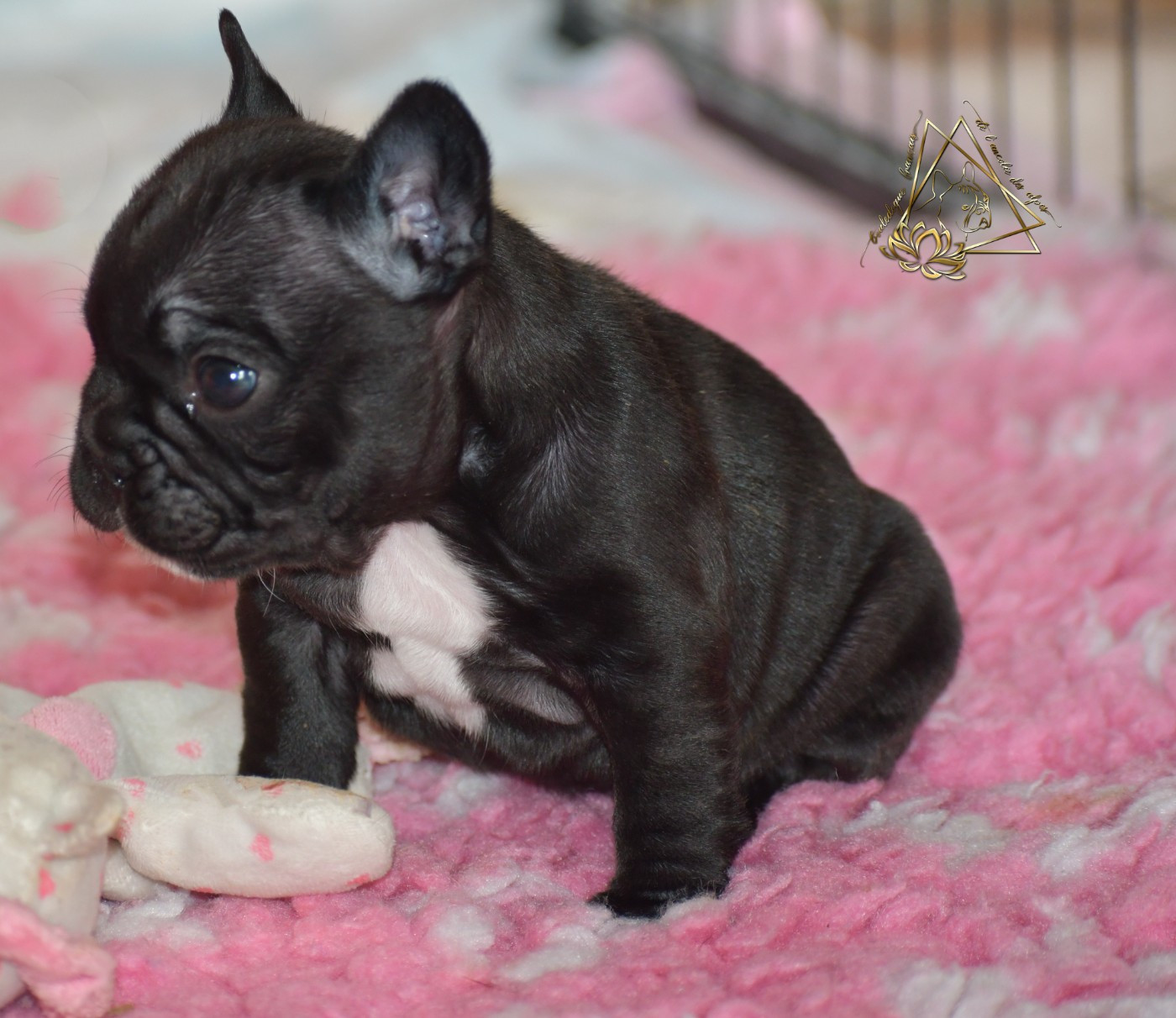 De l'ancolie des alpes - Chiots disponibles - Bouledogue français
