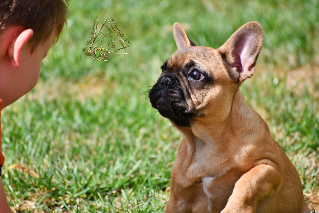 De l'ancolie des alpes - Chiots disponibles - Bouledogue français