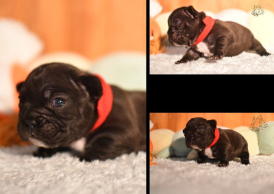 CHIOT 1