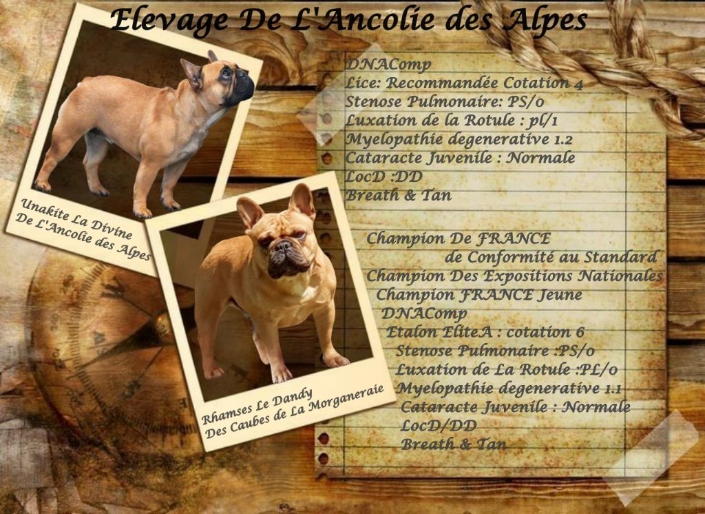 De l'ancolie des alpes - Chiots disponibles - Bouledogue français